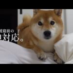 心が折れそうな夜、柴犬の何気ないこの行動で心が救われました。(YouTube)