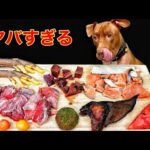 犬のASMR!!生肉をボリボリ噛み砕く咀嚼音がクセになる(YouTube)