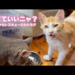 食べていいニャ？  食べ過ぎ注意報な泥の中からレスキューされたモグ   2025 07 31 2(YouTube)