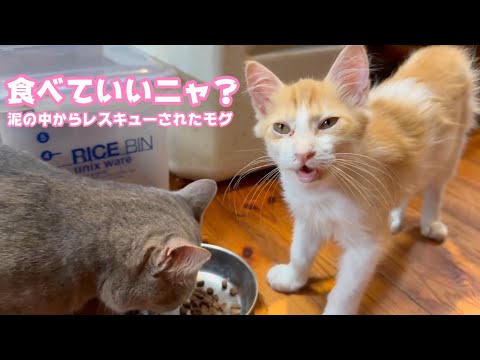 食べていいニャ？  食べ過ぎ注意報な泥の中からレスキューされたモグ   2025 07 31 2(YouTube)