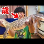 巨大化(YouTube)