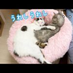 寒くないのに仲良しなマロチロ！！(YouTube)