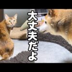 大きな雷に怖がる猫たちだけど柴犬がいるだけで安心します(YouTube)