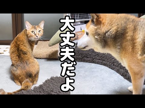 大きな雷に怖がる猫たちだけど柴犬がいるだけで安心します(YouTube)