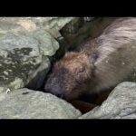カピバラの水風呂(YouTube)