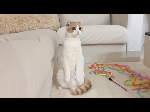 猫が初めてジュラシックワールドを見たらびっくりしてこうなっちゃいましたwww(YouTube)