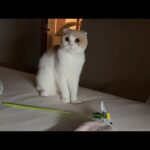夜中に遊んでほしくて布団におもちゃを運んでくる猫たちが可愛すぎましたw(YouTube)