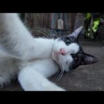 夕暮れ時の猫の細道を歩くとかわいいハチワレ猫に出会った(YouTube)