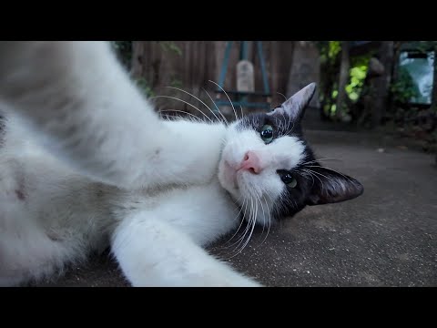 夕暮れ時の猫の細道を歩くとかわいいハチワレ猫に出会った(YouTube)
