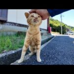 【今週の猫まとめ】未公開映像大放出！中国地方編🐾💖-2025/7/5w(YouTube)