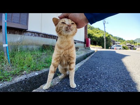 【今週の猫まとめ】未公開映像大放出！中国地方編🐾💖-2025/7/5w(YouTube)