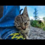 【癒し爆発】公民館の日陰で休んでたら子猫が自らモフられに来た件🐾💕(YouTube)