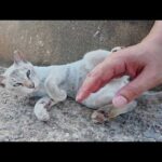 可愛い仕草を駆使して、人間の帰宅を阻止してくる猫達(YouTube)