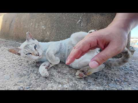 可愛い仕草を駆使して、人間の帰宅を阻止してくる猫達(YouTube)