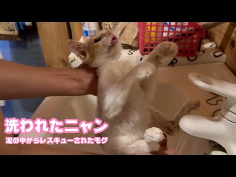 洗われたニャン  泥じゃなくてPにゃんだけど  泥の中からレスキューされたモグ   2025 07 28 1(YouTube)
