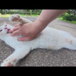 お腹をモフられると、手をペロペロと舐めて反撃してくる猫(YouTube)