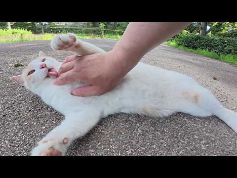 お腹をモフられると、手をペロペロと舐めて反撃してくる猫(YouTube)