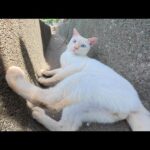 美猫ちゃん達と触れ合いながら海辺の坂道を歩く(YouTube)
