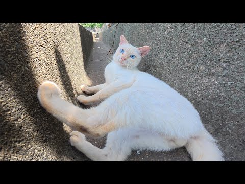 美猫ちゃん達と触れ合いながら海辺の坂道を歩く(YouTube)
