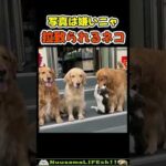 集合写真に拉致られるネコ😂【犬猫】 #犬 #dog #猫 #cat(YouTube)