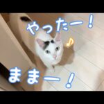 寝る時間もたくさん喋るチロさん！(YouTube)