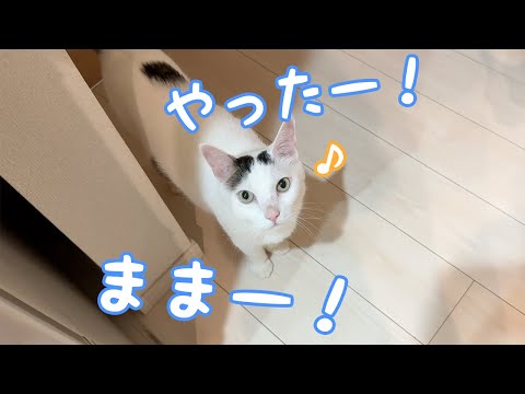 寝る時間もたくさん喋るチロさん！(YouTube)