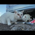 フェリー乗り場に“頭にλ”の猫が現れたので、ちゅーるあげてみた結果…!?🐾🚢(YouTube)