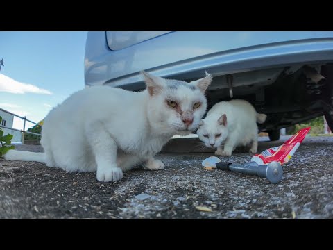 フェリー乗り場に“頭にλ”の猫が現れたので、ちゅーるあげてみた結果…!?🐾🚢(YouTube)