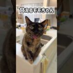 甘えるサビ猫モモちゃんが最強に可愛い！ #shorts(YouTube)