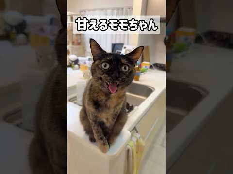 甘えるサビ猫モモちゃんが最強に可愛い！ #shorts(YouTube)