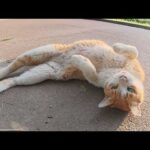 夕方、モフられに出てきて、爆音で喉を鳴らす猫ちゃん(YouTube)