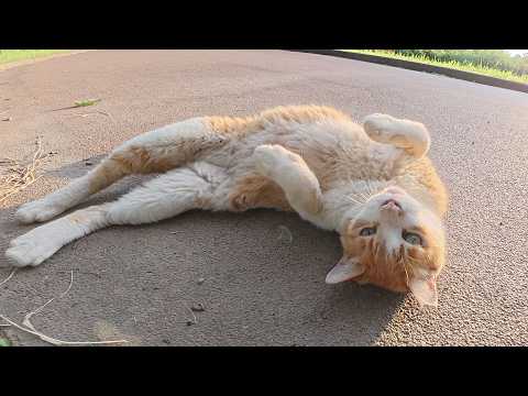 夕方、モフられに出てきて、爆音で喉を鳴らす猫ちゃん(YouTube)