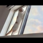 毎朝5時にベランダの小鳥に挨拶してる猫が可愛すぎましたwww(YouTube)