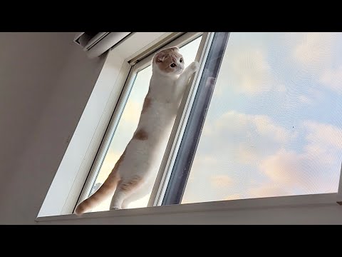 毎朝5時にベランダの小鳥に挨拶してる猫が可愛すぎましたwww(YouTube)