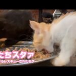 アタチすたぁ   泥の中からレスキューされたモグ  2025 07 20 2(YouTube)