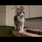 夜中に庭でお散歩してた猫が突然ピタッと固まった視線の先に…(YouTube)
