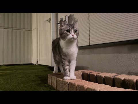 夜中に庭でお散歩してた猫が突然ピタッと固まった視線の先に…(YouTube)