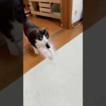 なんで来たんだ？(YouTube)