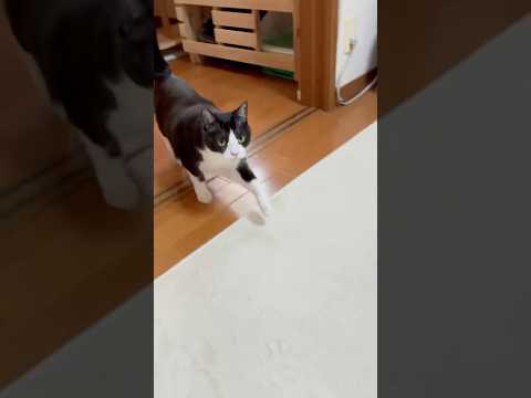 なんで来たんだ？(YouTube)