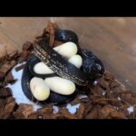 捕まえてきた黒いヘビが卵を産んだ(YouTube)