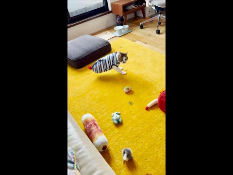 朗報！すごく甘えたい時の必殺技「エースの舞」をちゃんと撮影できました！(YouTube)