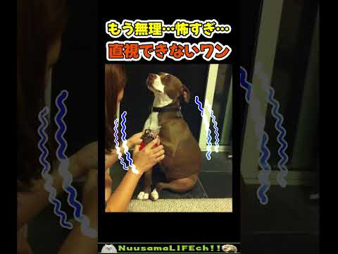 怖すぎて現実を直視できない犬😂【気絶犬】 #犬(YouTube)
