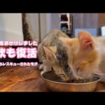 ゆっくり休んで食欲も復活！ ご心配をおかけしました  泥の中からレスキューされたモグ   2025 07 23 2(YouTube)