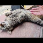 猫島の路地裏でくつろぐ猫ちゃん達を順番にモフる(YouTube)