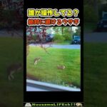 煽られウサギの戦い😂 【うさぎ】#うさぎ  #rabbit(YouTube)
