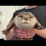 抱っこされ続けるカワウソの様子！ An otter continues to be cuddled!(YouTube)