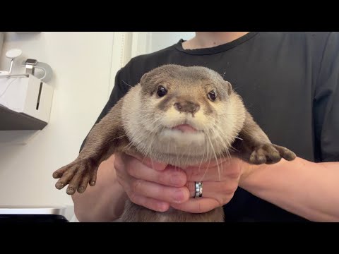 抱っこされ続けるカワウソの様子！ An otter continues to be cuddled!(YouTube)