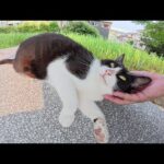 茶シロ猫とハチワレ猫が丘の上で人間にナデナデされる(YouTube)