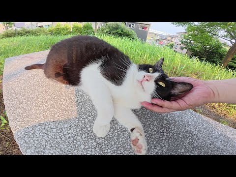 茶シロ猫とハチワレ猫が丘の上で人間にナデナデされる(YouTube)