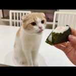 おにぎり食べてると一口だけ貰いに来る猫が可愛すぎました笑(YouTube)